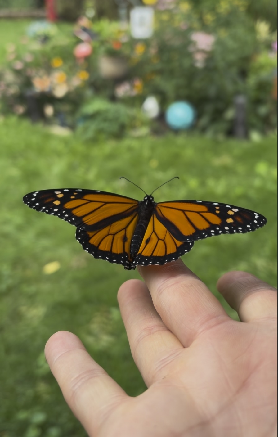 22 Monarchs and a Summer I’ll Never&nbsp;Forget